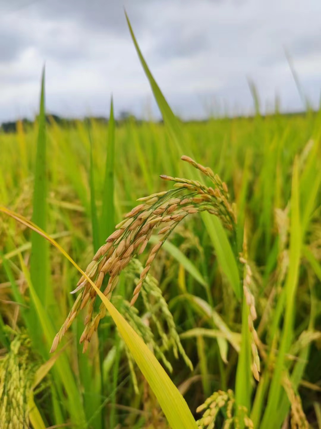 1277�Ǽʵ�����Ϸ����