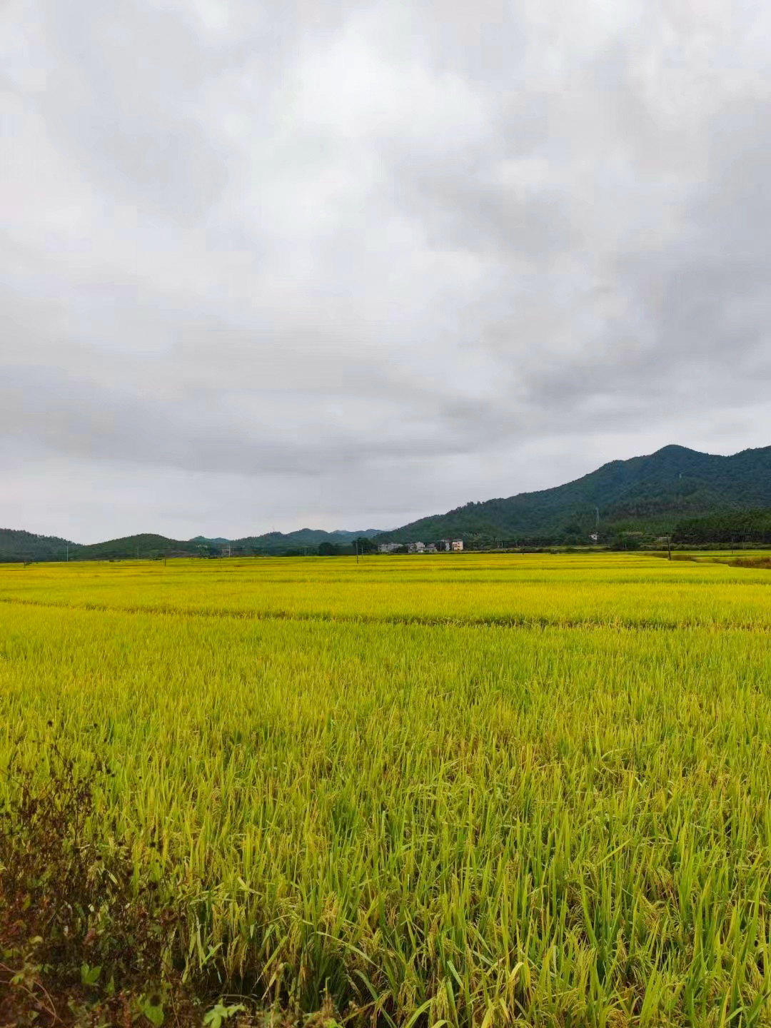 1277�Ǽʵ�����Ϸ����